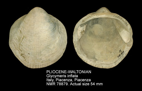 PLIOCENE-WALTONIAN Glycymeris inflata.jpg - PLIOCENE-WALTONIAN Glycymeris inflata (Brocchi,1814)